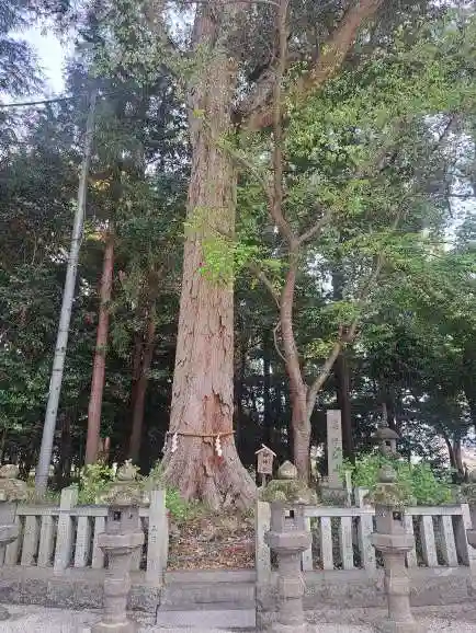 鴨都波神社の自然