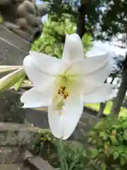 出雲大社上総教会（国吉神社内）の自然