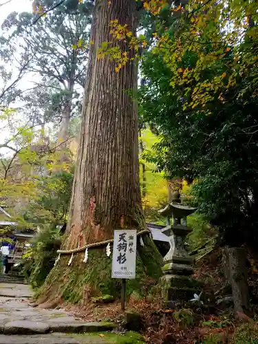 英彦山豊前坊高住神社の自然