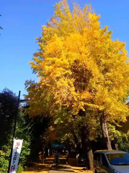 駒込天祖神社の自然