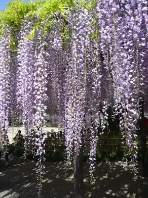 玉敷神社(埼玉県)