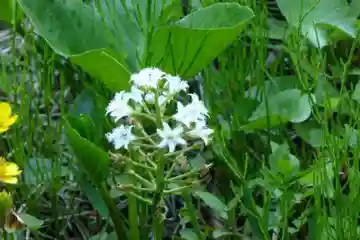 法明院(山口県)