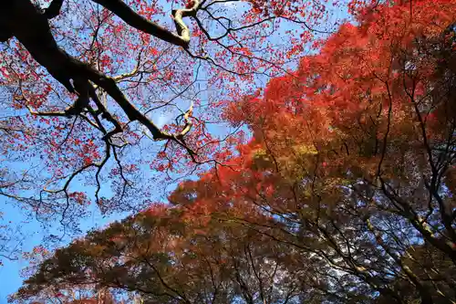 鰐淵寺の自然