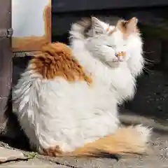 阿邪訶根神社の動物