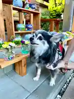 伊達神社の動物