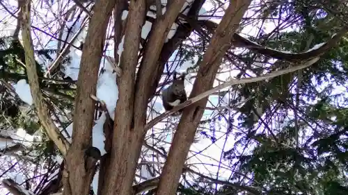 上川神社の動物