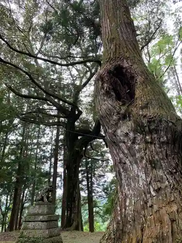 神明神社の自然