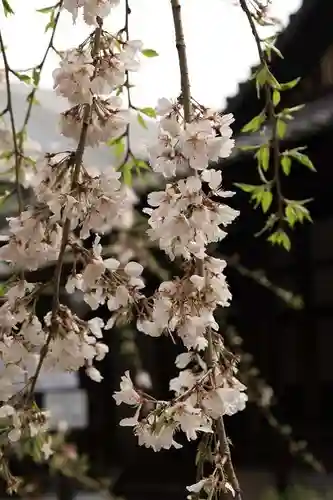 水無瀬神宮の自然