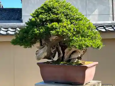 芳春院(京都府)