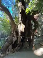 來宮神社(静岡県)