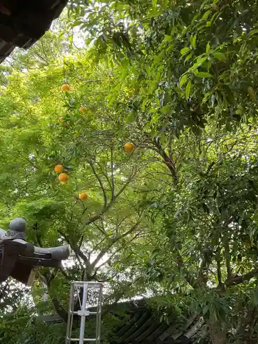 常照院（曼陀羅寺塔頭）(愛知県)