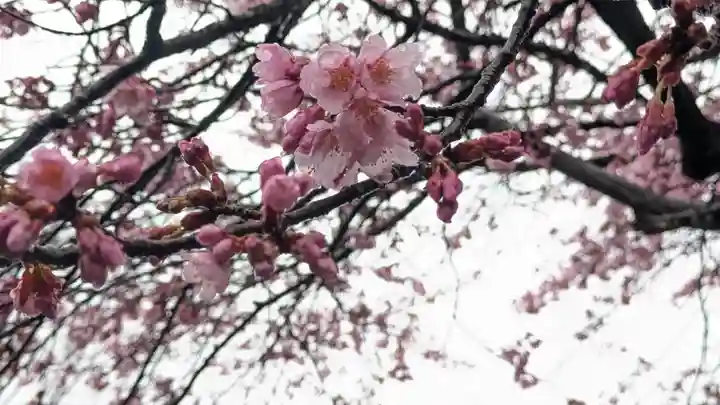 知恩院(京都府)