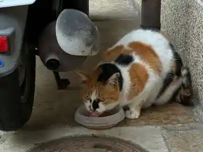 京都大神宮の{uncategorized: "未分類", other: "その他", undefined: "問題あり", building: "その他建物", grave: "お墓", sacred_gate: "鳥居", guardian: "狛犬", statue: "像", buddha: "仏像", history: "歴史", nature: "自然", garden: "庭園", animal: "動物", pagoda: "塔", temizu: "手水舎", mountain_gate: "山門・神門", sanctuary: "本殿・本堂", subordinate: "末社・摂社", art: "芸術", scenery: "景色", jizo: "地蔵", ema: "絵馬", goshuin: "御朱印", omikuji: "おみくじ", items: "授与品その他", amulet: "お守り", goshuincho: "御朱印帳", eats: "食事", festival: "お祭り", votive_dance: "神楽", shichigosan: "七五三参", wedding: "結婚式", experience: "体験その他", initially: "初詣", around: "周辺", anti_infection: "感染症対策"}