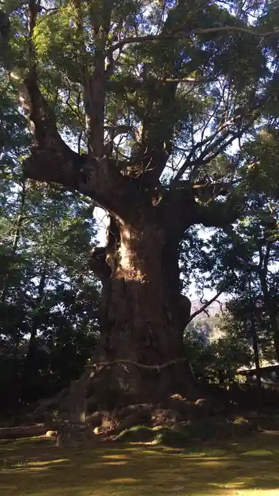 川津来宮神社の自然