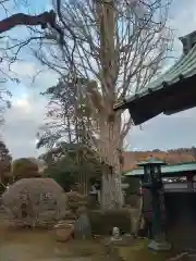 徳恩寺の自然