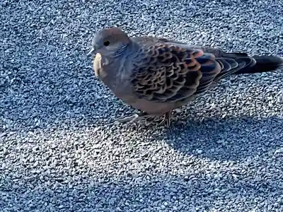 阿佐ヶ谷神明宮(東京都)