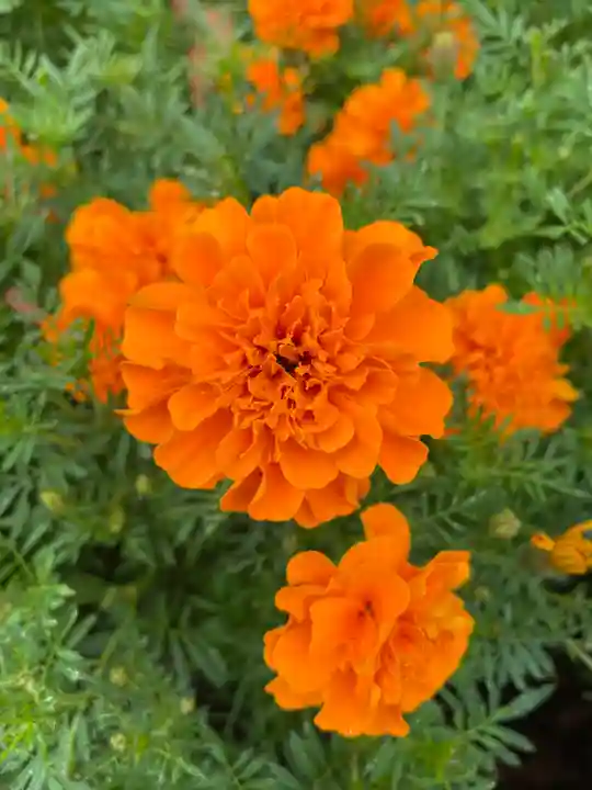 播州清水寺の自然