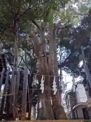 太子堂八幡神社の自然