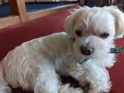 本昌寺(京都府)