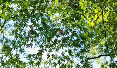 速谷神社(広島県)