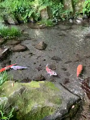 玉簾神社の動物