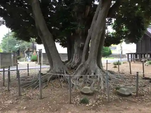 阿彌神社の自然