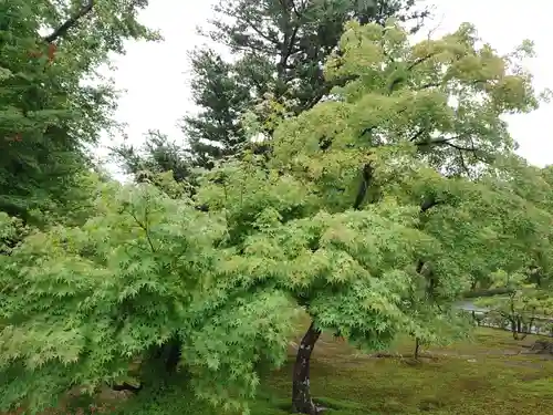 鹿苑寺（金閣寺）の自然