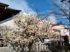 大棚・中川杉山神社(神奈川県)