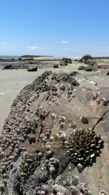 つぶてヶ浦鳥居（伊勢神宮遥拝所）(愛知県)