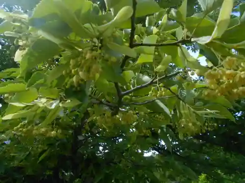 浄光明寺の自然