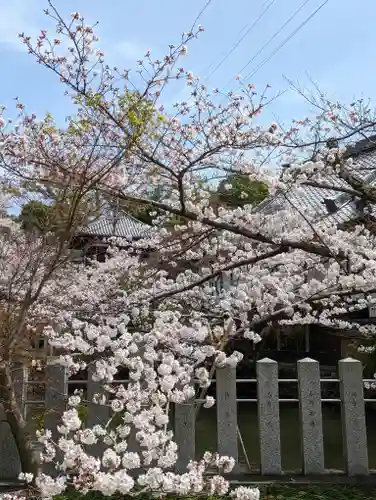 くろ谷 金戒光明寺(京都府)