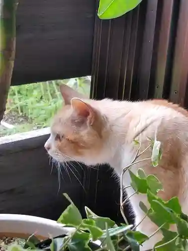 普済寺藤光庵の動物