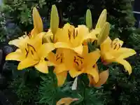 西方山極楽寺の自然