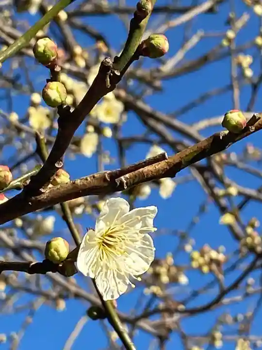 湯島天満宮の自然