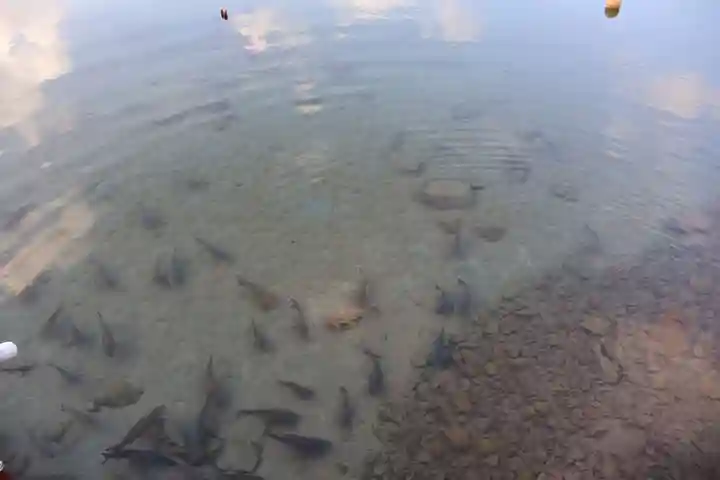 金豊龍神社(鹿児島県)