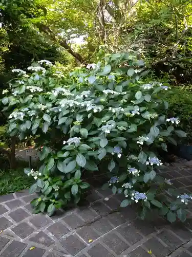 阿智神社の自然