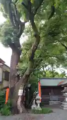 山王神社の自然