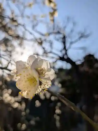 鳩森八幡神社の自然
