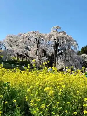 瀧桜神明宮(福島県)