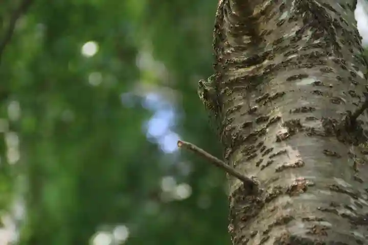阿久津「田村神社」(郡山市阿久津町)旧社名:伊豆箱根三嶋三社の動物