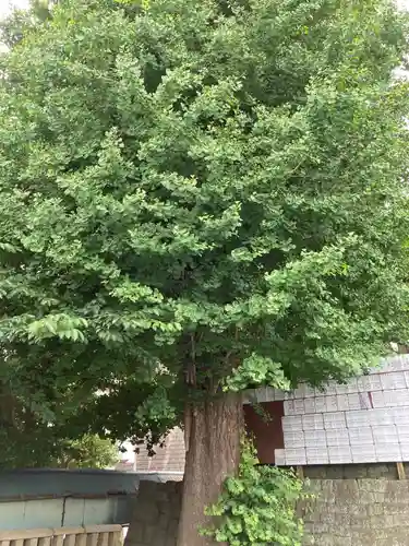 叶神社 (西叶神社)の自然
