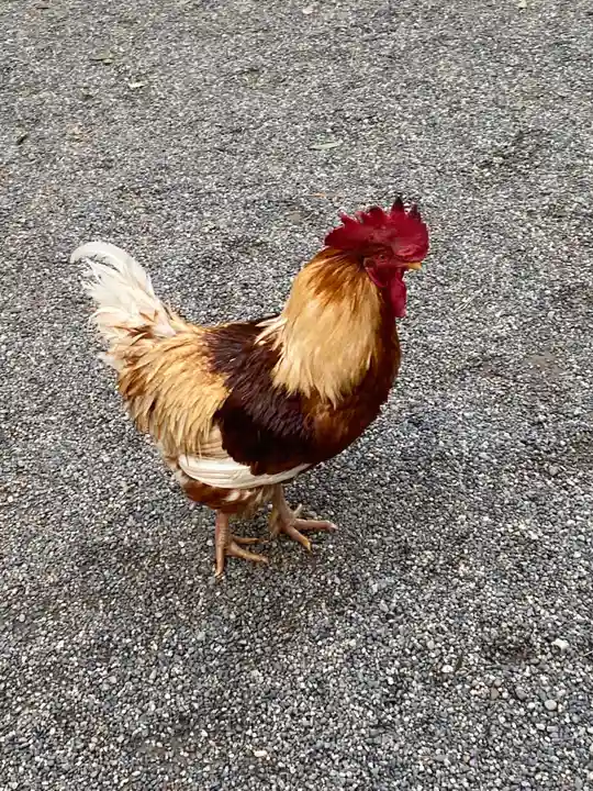 熱田神宮の動物