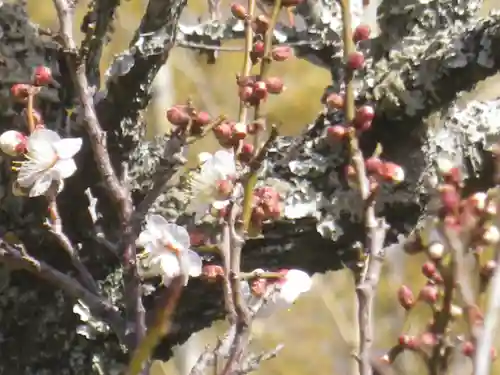 浄光明寺の自然