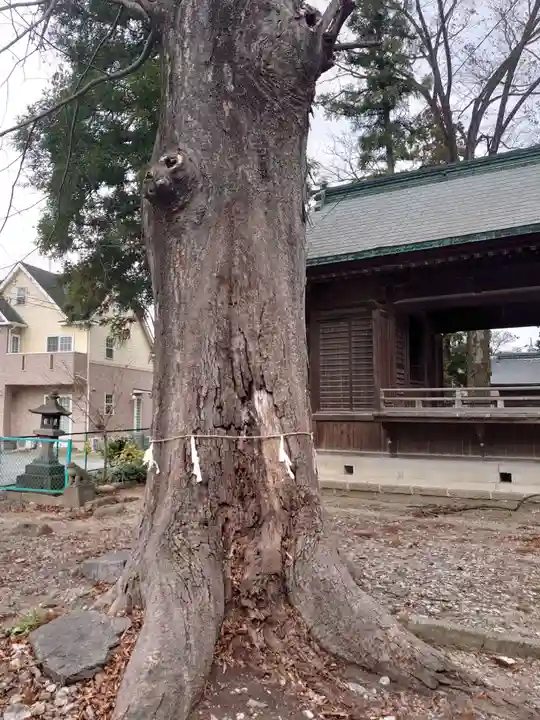 八坂神社(葛生町)の自然
