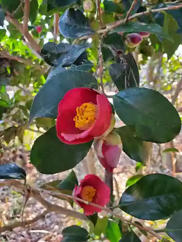 沙沙貴神社の自然