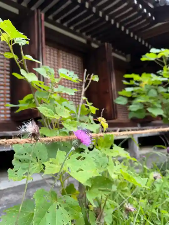 浄瑠璃寺(京都府)