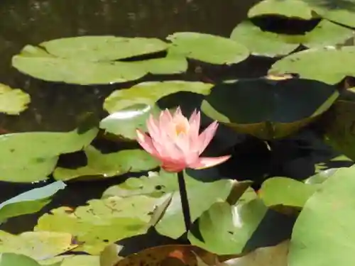 知恩院(京都府)
