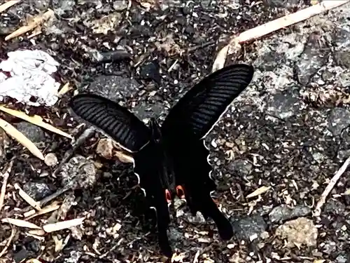 山家神社の自然