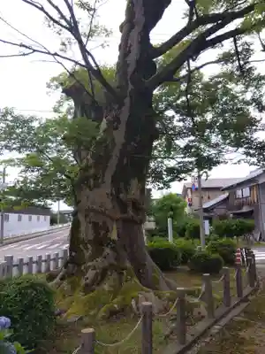 山神之神社（山神社）(福井県)
