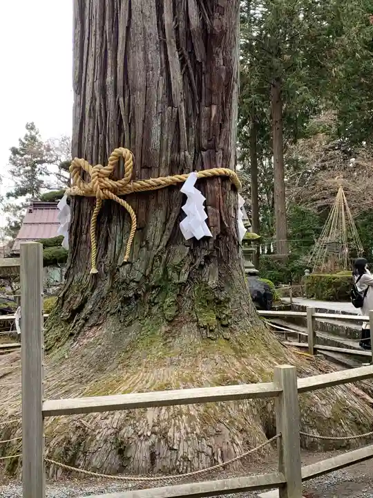 北口本宮冨士浅間神社の自然